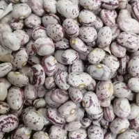 لوبیا 1تن