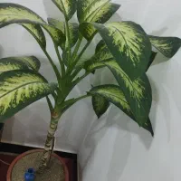 گل دیفن باخیا