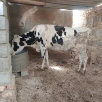 گاو ابست