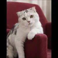 اسکاتیش فولدکالیکو وراشن بلو و توله های پرشین