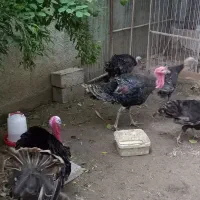بغلمون نر و ماده