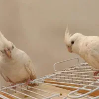 جفت عروس هلندی مولد
