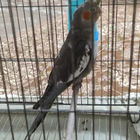 عروس هلندی