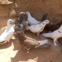 کبوتر فروشی
