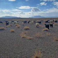 بره درجه۱