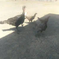 چندعددمرغ وخروس لاری ویه بوقلمون ماده