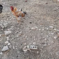 خروس