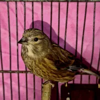 سینه سرخ جوجه قفس جفتی قناری