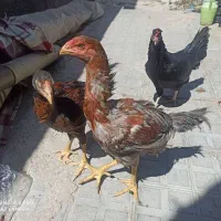 سه عدد لاری اصل