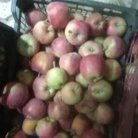 سیب|خوردنی و آشامیدنی|مشهد, شهید بصیر|دیوار
