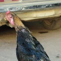 خروس و مرغ اوشامو