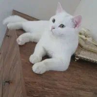 گربه نر نژاد اسکاتیش جهت جفت گیری فقط