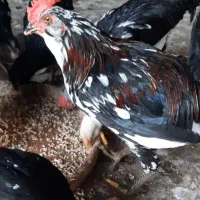 خروس گلین