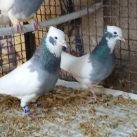 کفتر طوق سبز و پلاکی