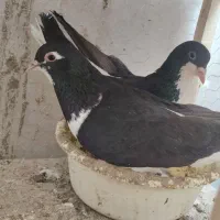 کفتر صید. جفت گاه . همه مدل