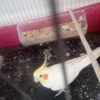 عروس هلندی بالغ نر