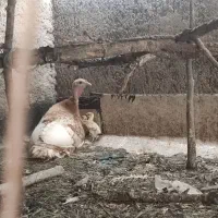 بوقلمون بوربون  باسه جوجه