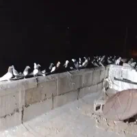 بهبهانی و شهری