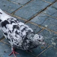 ماده سار به شرت