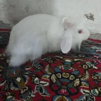 خرگوش|موش و خرگوش|زاهدان, |دیوار