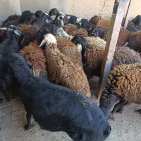 نر ماده