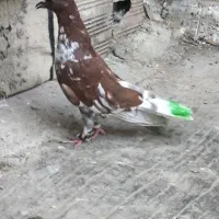 کفتر تکپر نر