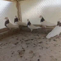 طوقی|پرنده|انبارآلوم, |دیوار