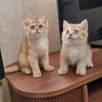 بریتیش و پرشین خالص رنگ گلد اصیل