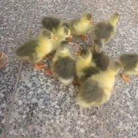 جوجه غاز ۵ روزه قیمت ۴۰۰