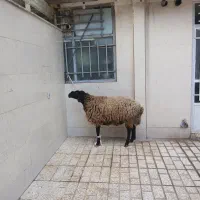 قصاب دام زنده