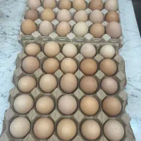 تخم مرغ محلی