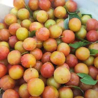 آلو،واس خشک کردن