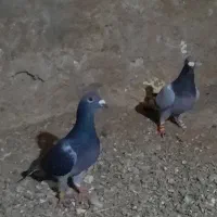 سبز