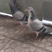 مفلق گچی