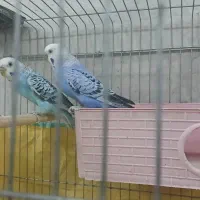 جفت مرغ عشق