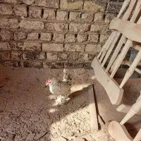 مرغ یوسل بلژیکی