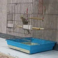 عروس هلندی با قفس و دان
