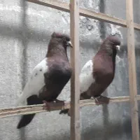 سرته|پرنده|ایلام, |دیوار