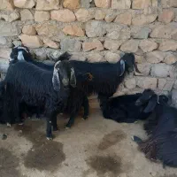 بز و بزغاله داشتی جوان