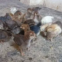 حراج جوجه محلی یک ماهه