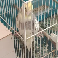 جفت عروس کار داده
