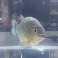 پیرانا شکم سرخ اصلی