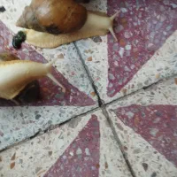 پرورش حلزون