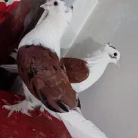 کبوتر طوقی و پشت کاکلی جفتی و کرباتی سیاه ماده