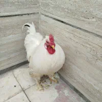 خروس برهما زیبا