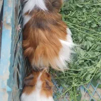 همستر
