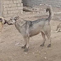 سگ پژدر