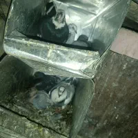 مرغ خروس