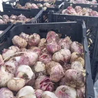 خریدضایعات سیر