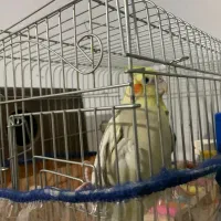 فنچ عروس هلندی جفت جوجه عروس